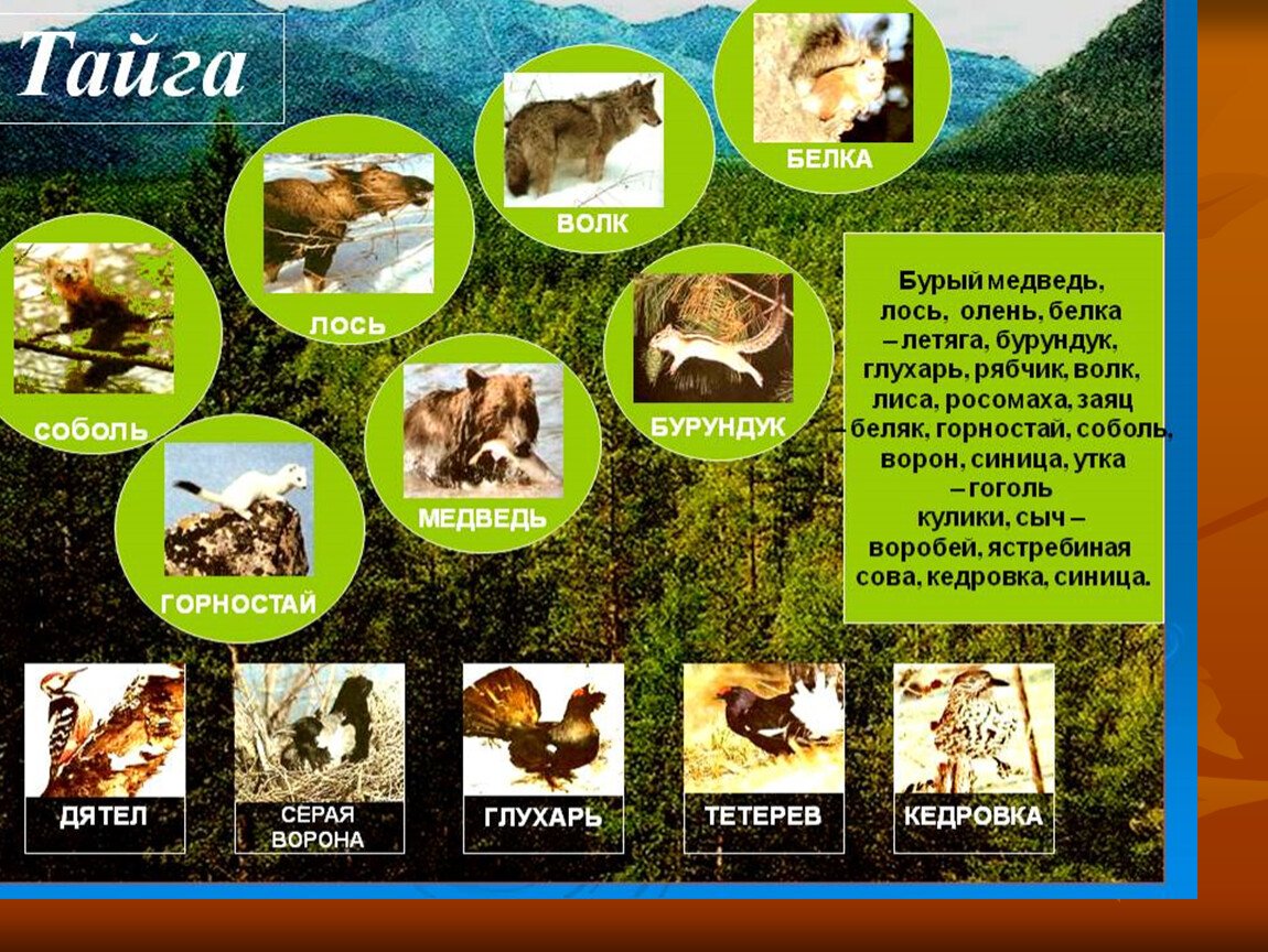 Презентация на тему тайга. Обитатели тайги. Обитатели зоны тайги. Тайга животные и растения. Природная зона Тайга животные.