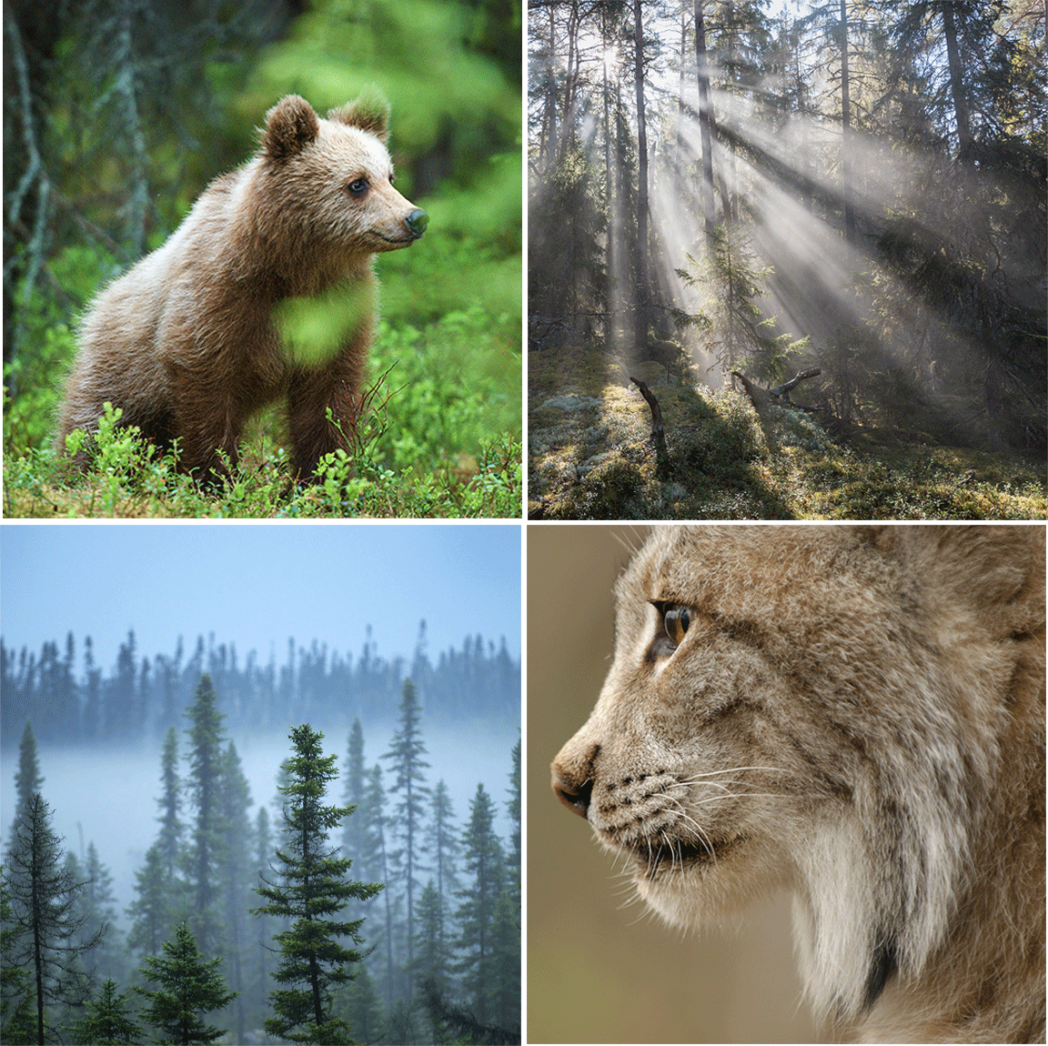 Экосистема тайги