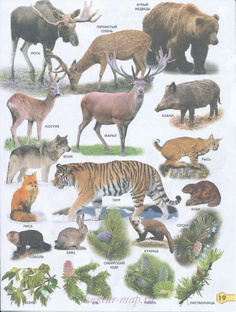 Дикие животные средней полосы