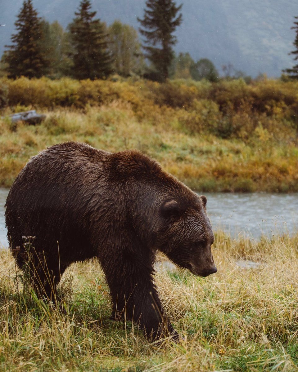 Медведь Гризли