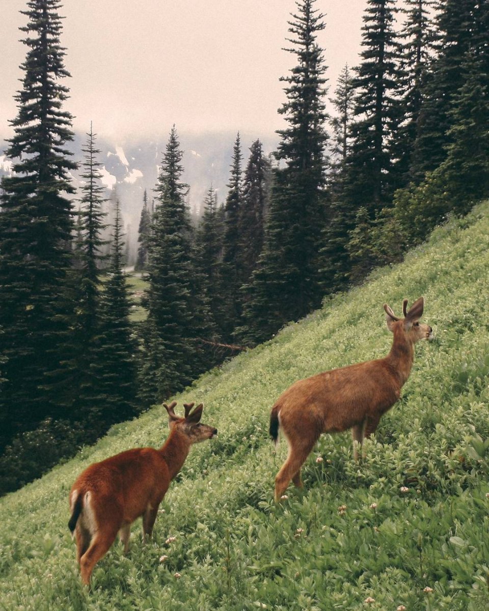 Обитатели тайги