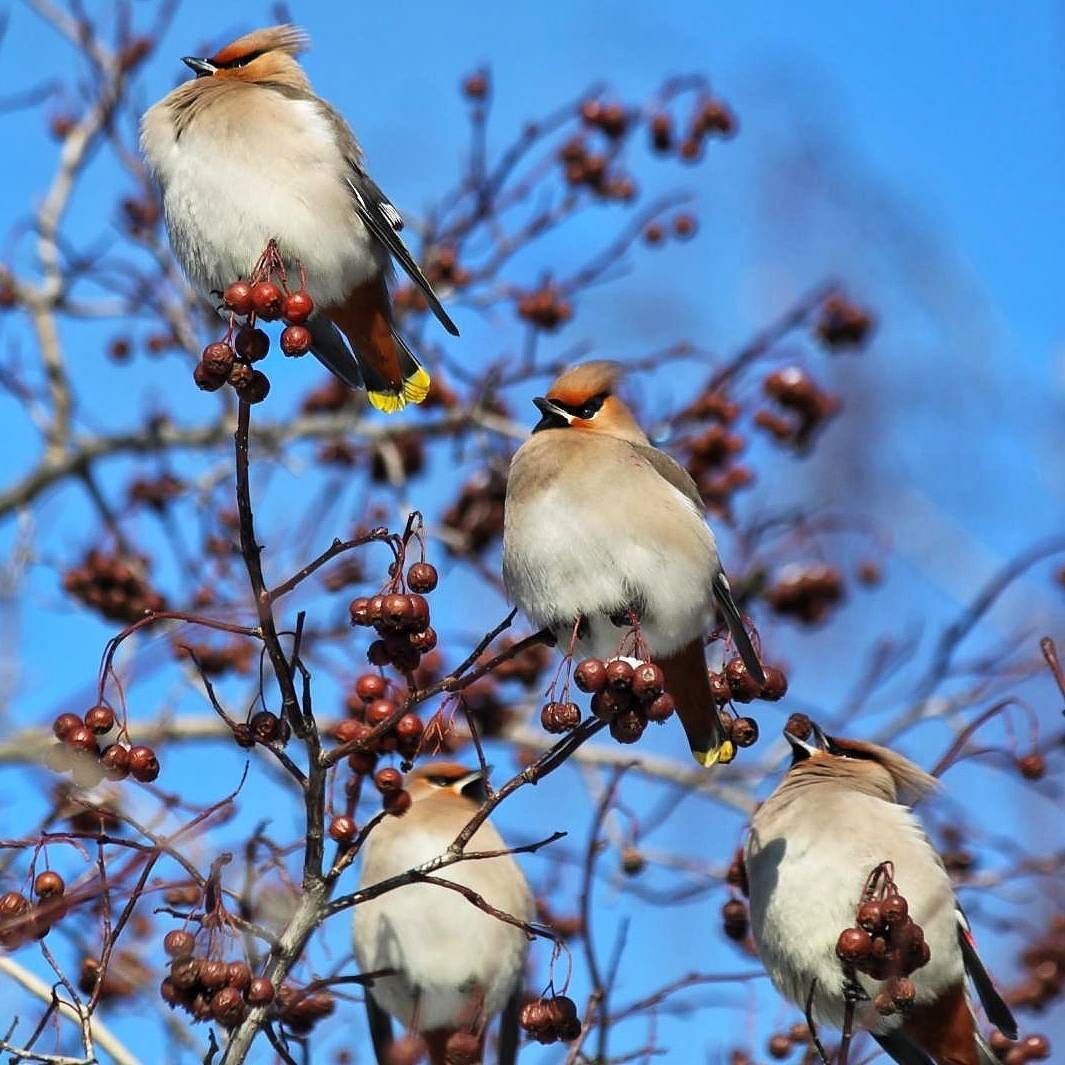 Птицы Кировской области