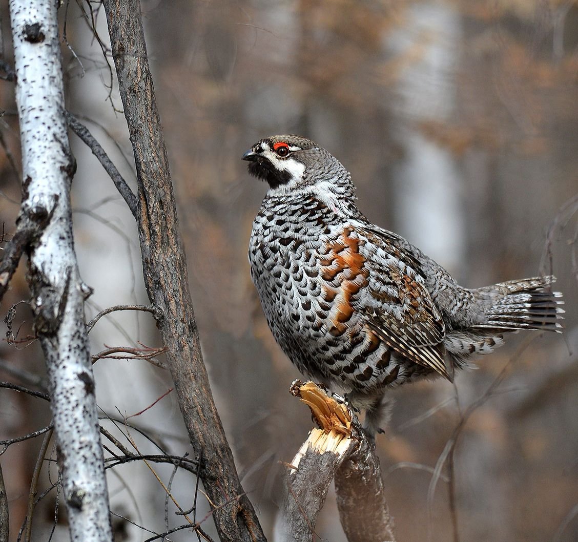 Рябчик дичь