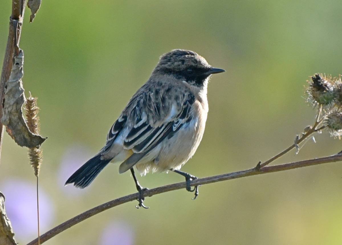 Маленькие птицы Сибири