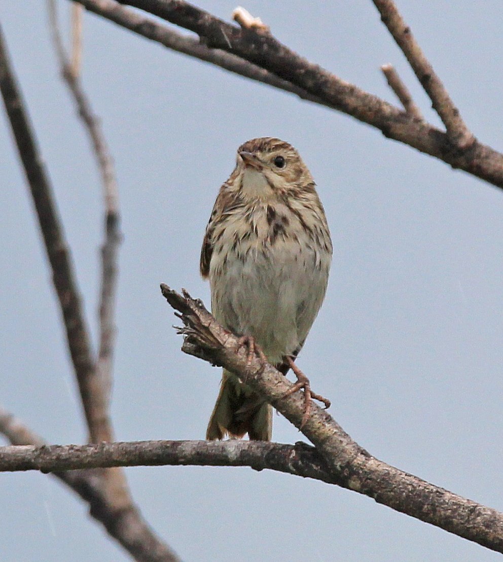 Лесные птицы Кировской области