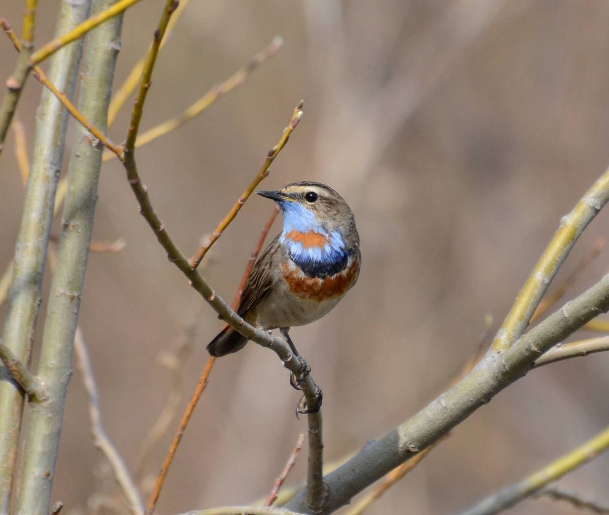 Зимородок и Зарянка