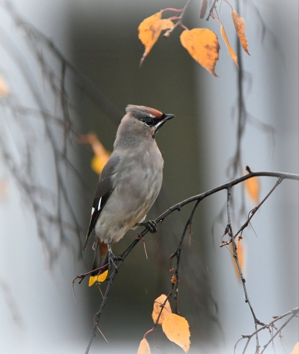 Дрозд свиристель Крымский