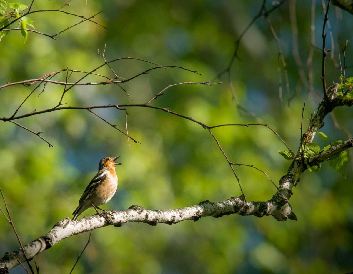 Соловьи Жаворонки зяблики