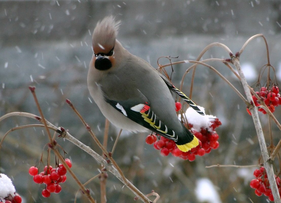 Свиристель зимующая птица