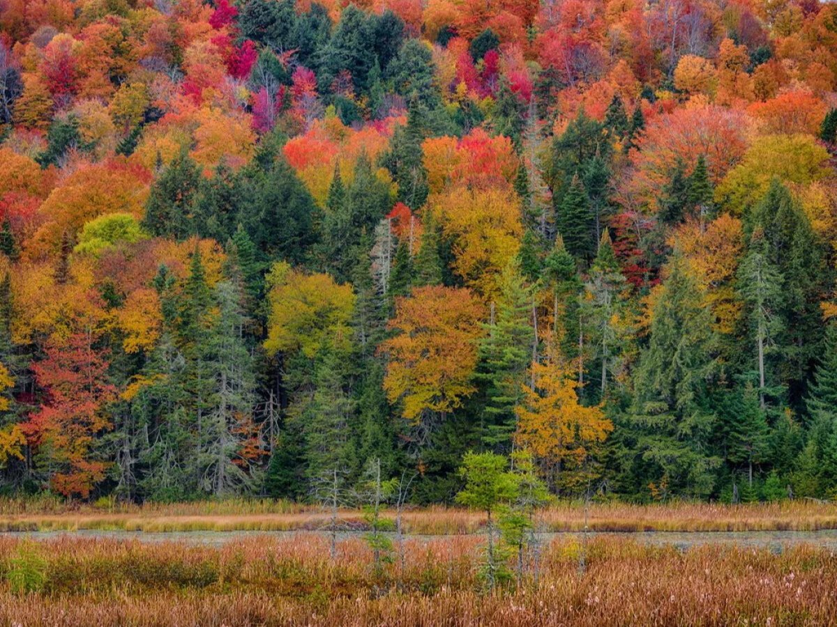 Зона смешанных и широколиственных лесов России