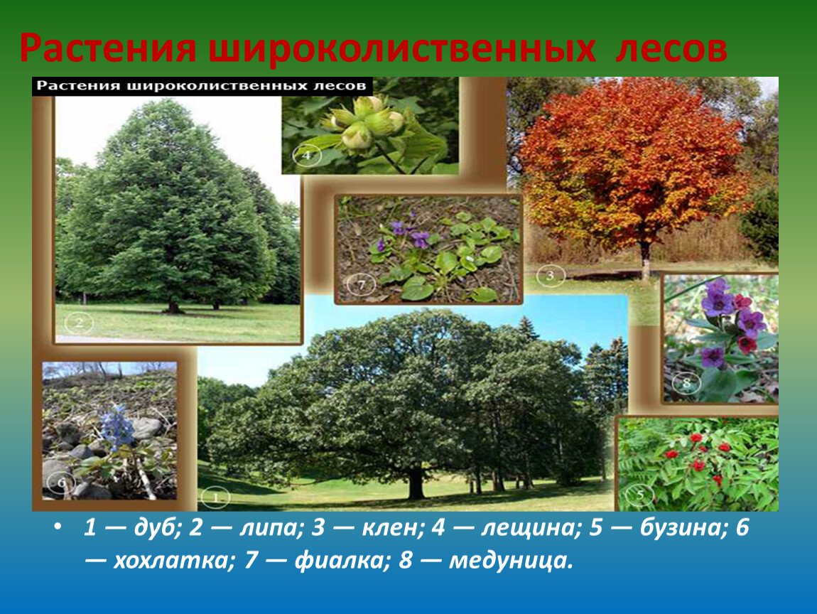 Смешанные и широколиственные леса России растительный мир