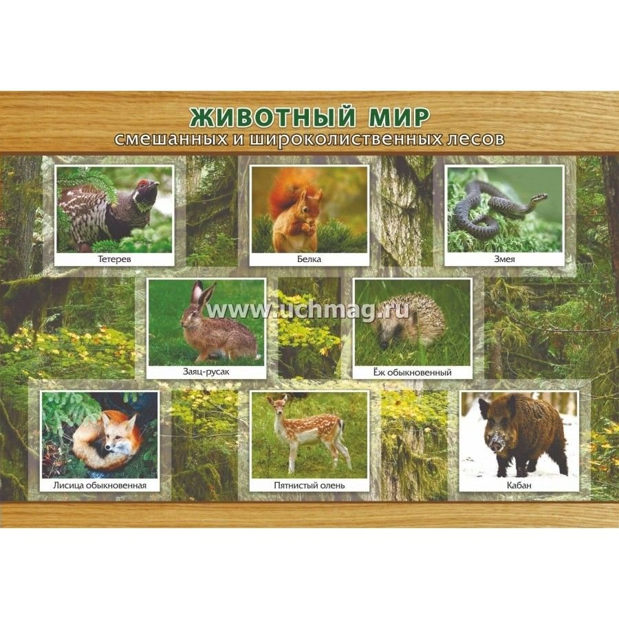 Природно-хозяйственная зона смешанных лесов