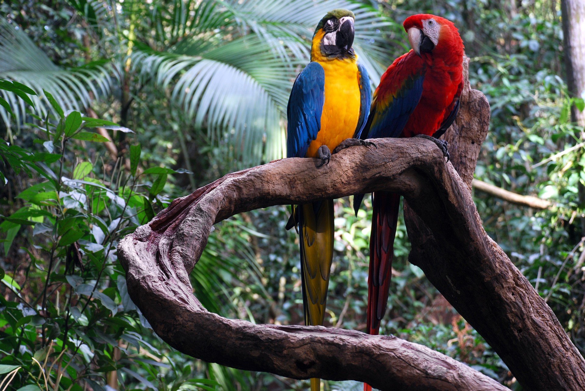 Животные сельвы Южной Америки. Сельва Амазон птица.