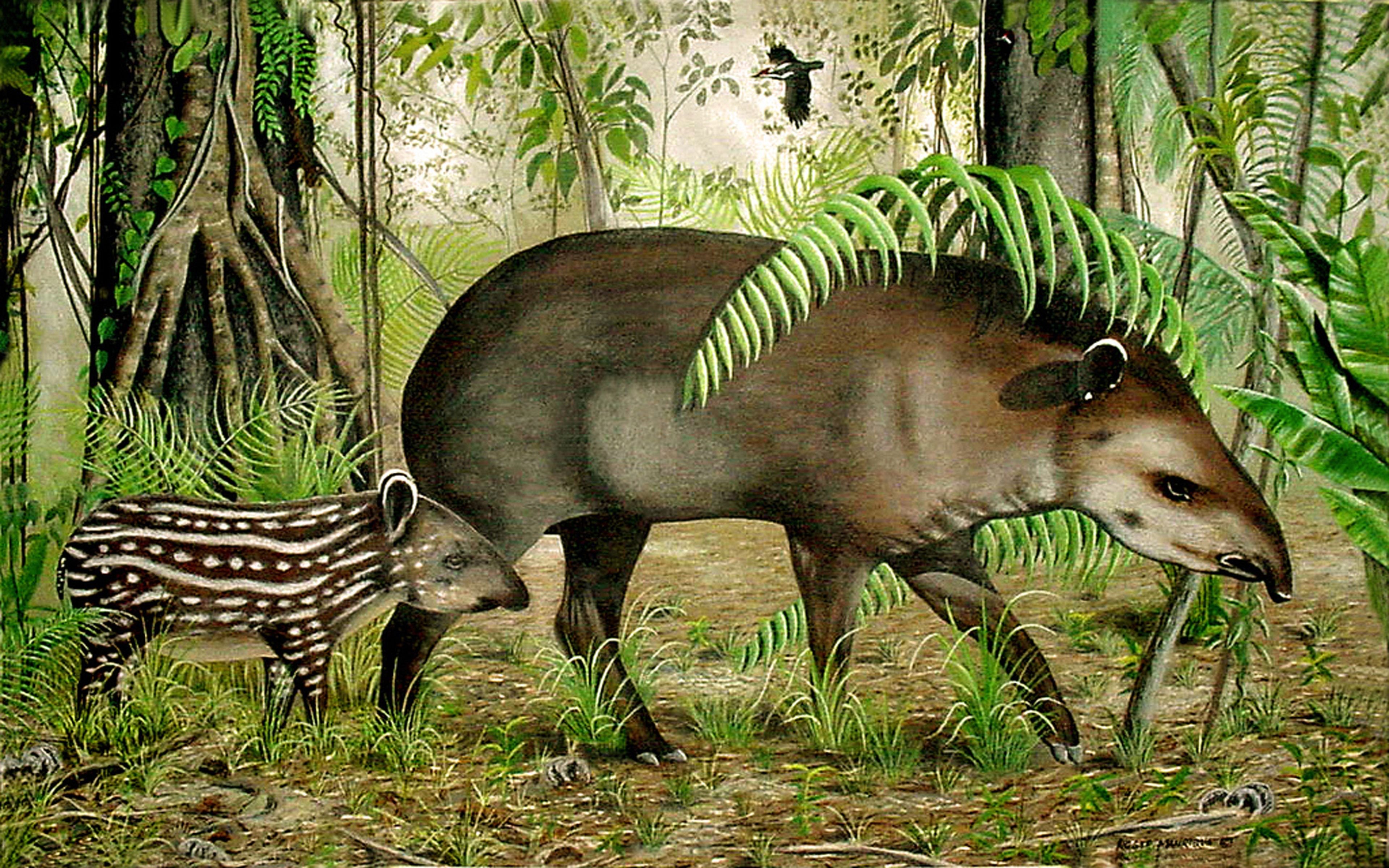 Носорог в тропическом лесу. Тапир Амазонка. Сумчатый тапир. Тапирсельвы Южной Америки. Тапир в тропическом лесу.