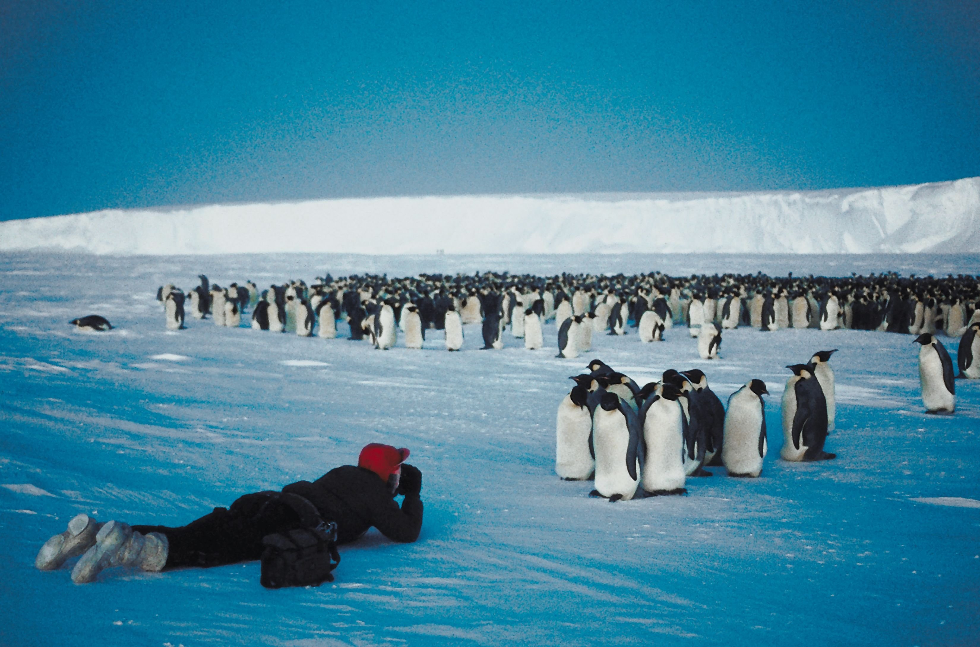 Почему медведи не охотятся на императорских пингвинов. Пенгуин Антарктида. Зона арктических пустынь в научной экспедиции. Зона арктических пустынь в Антарктиде. Научная Экспедиция в арктической пустыне.