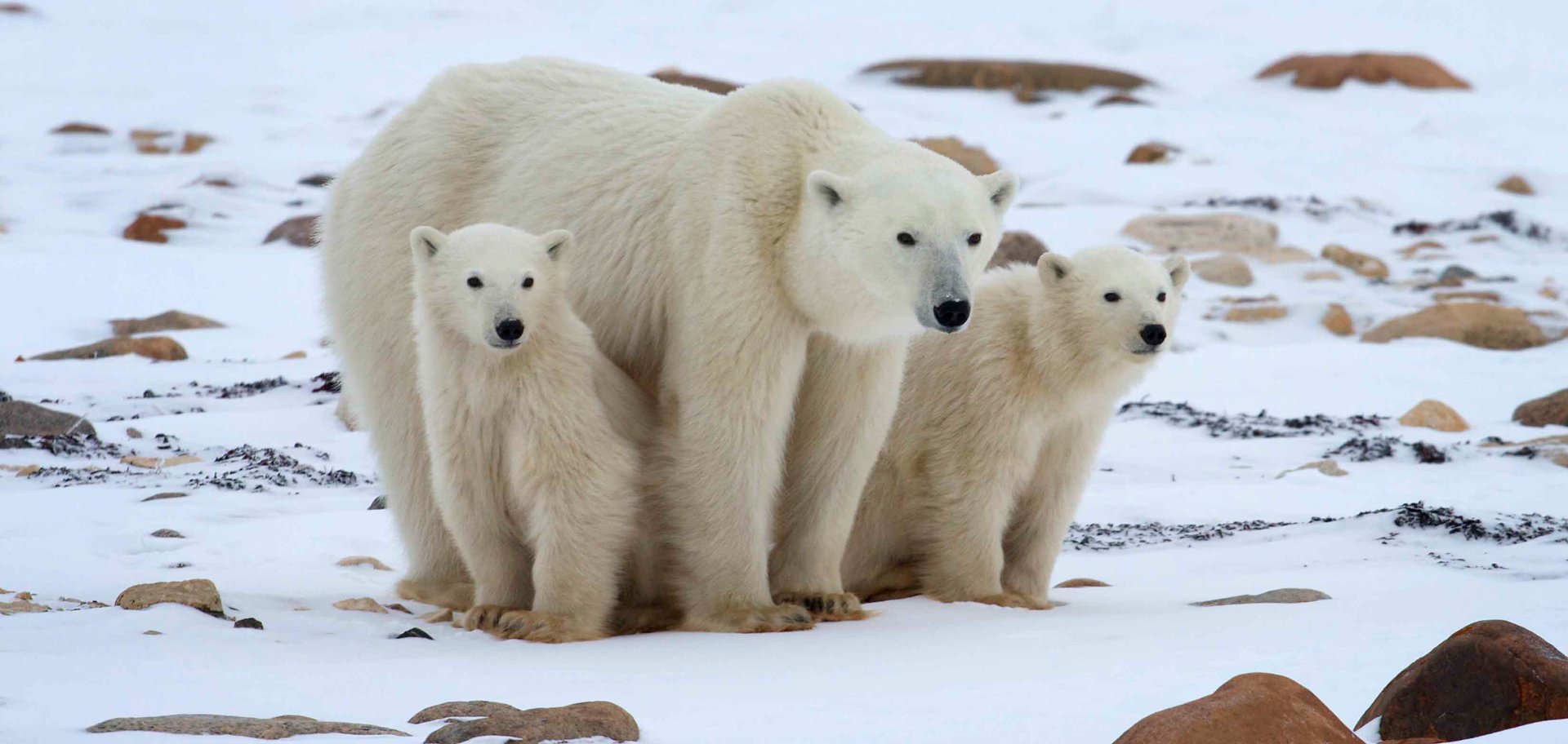 Зона арктических пустынь белый медведь. Белый медведь в арктической пустыне. Арктические пустыни животные. Полярные животные. Животный мир природной зоны арктические пустыни