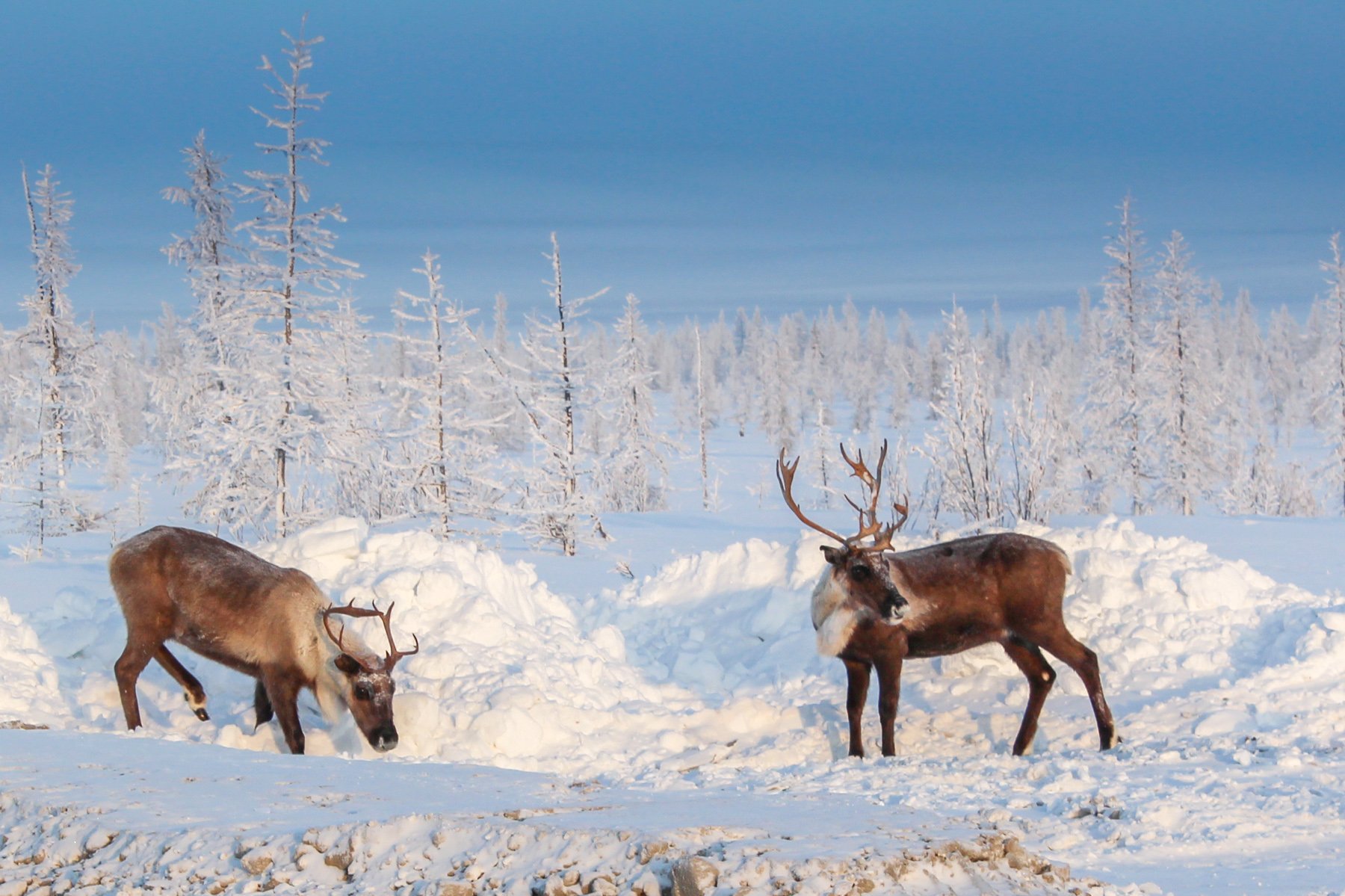 Животные тундры и лесотундры и тайги. Ямало-Ненецкий автономный округ тундра. Северный олень в тундре. Северный олень ЯНАО.
