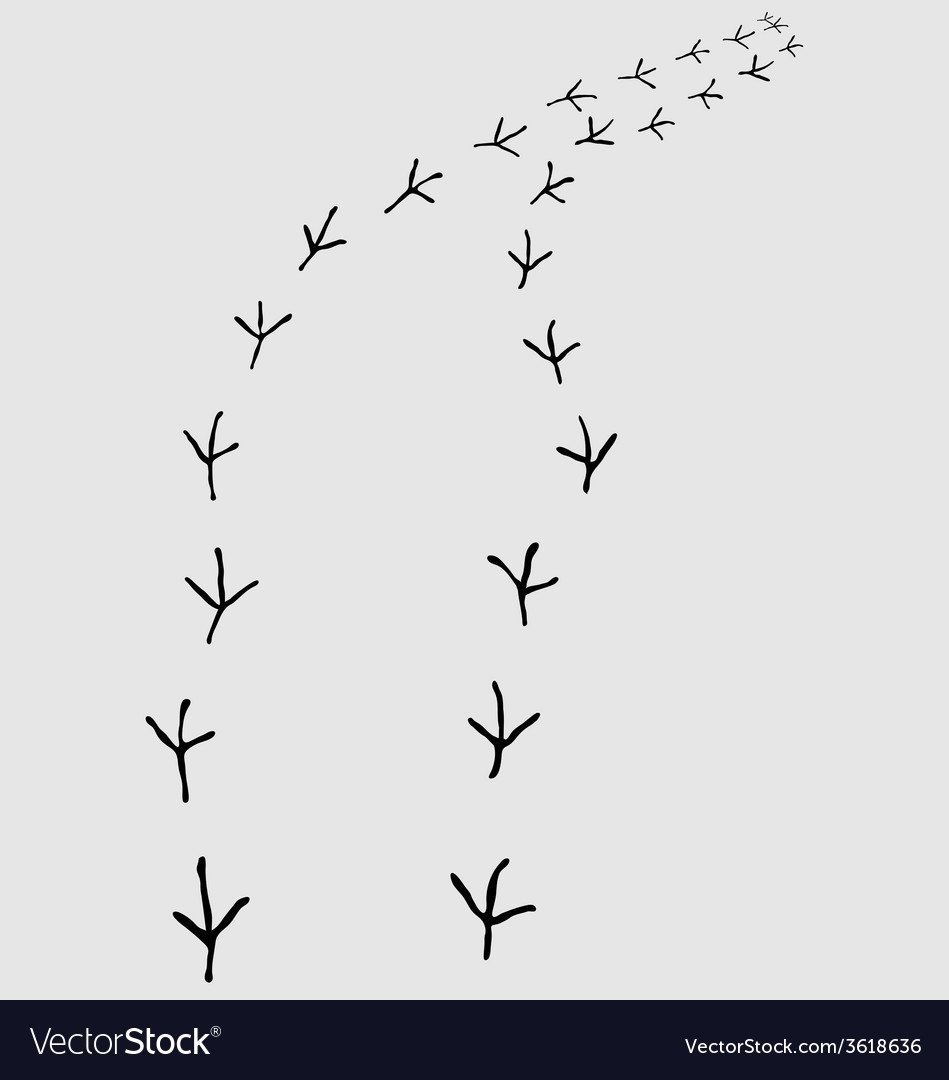 Птичьи следы на прозрачном фоне