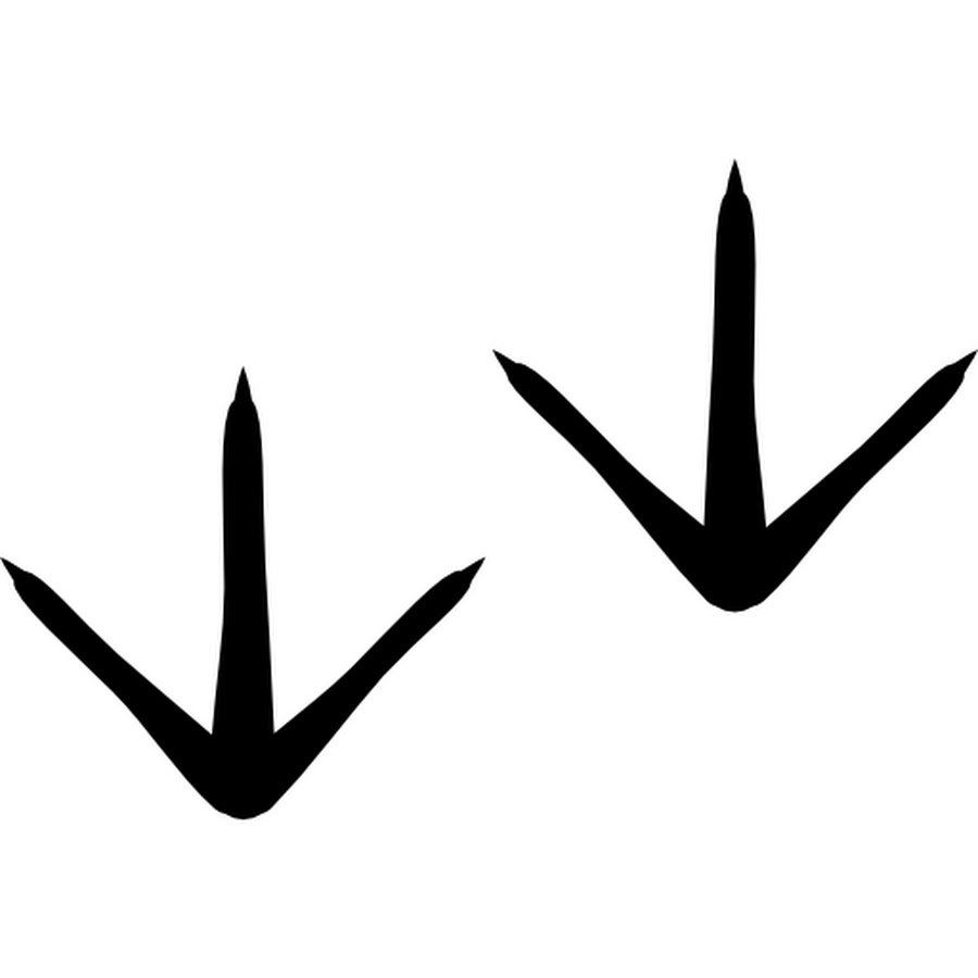 Следы курицы