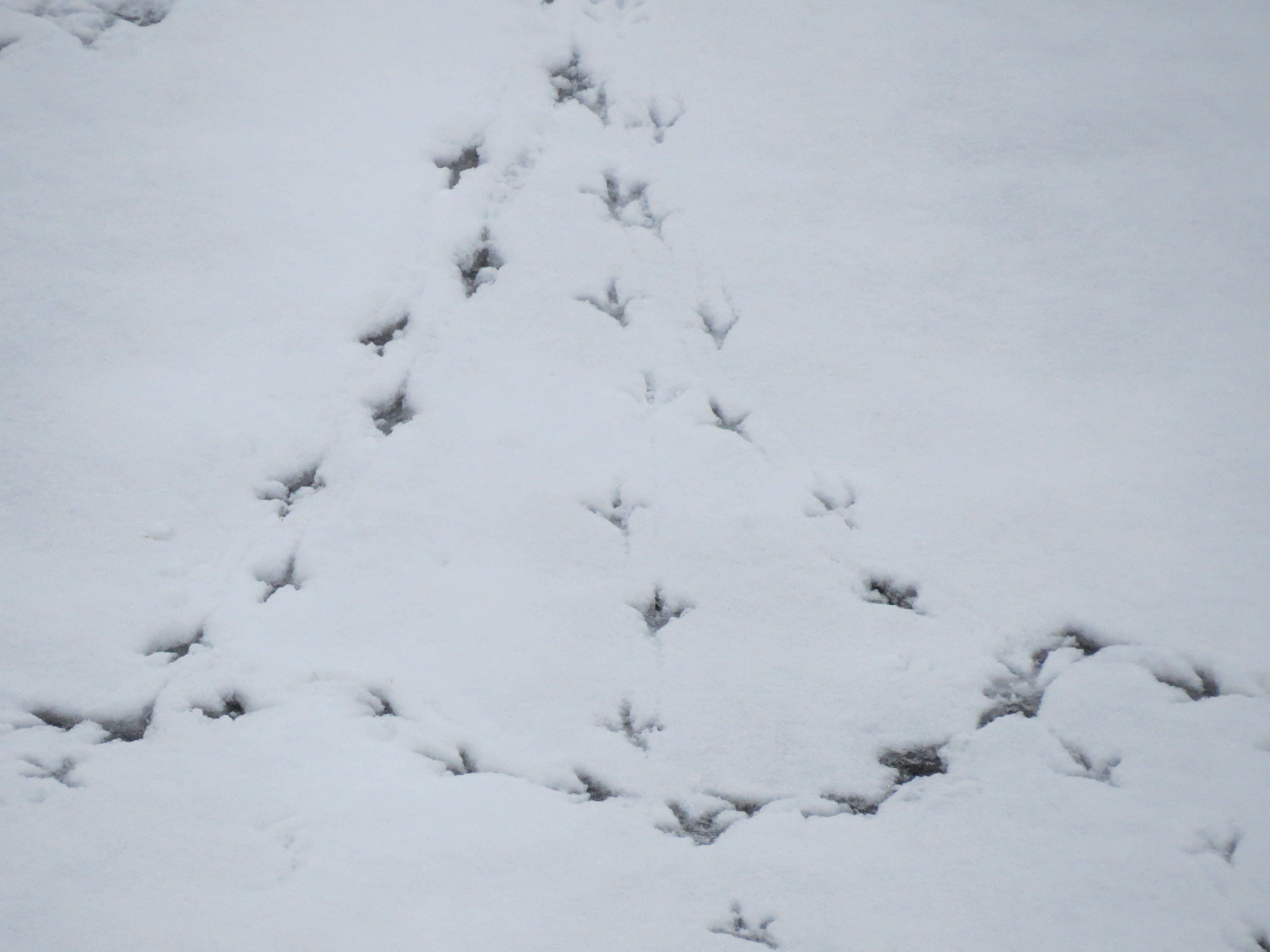 Не было видно следов. Следы на снегу. Птичьи следы на снегу. Следы животных на снегу. Следы зимующих птиц на снегу.