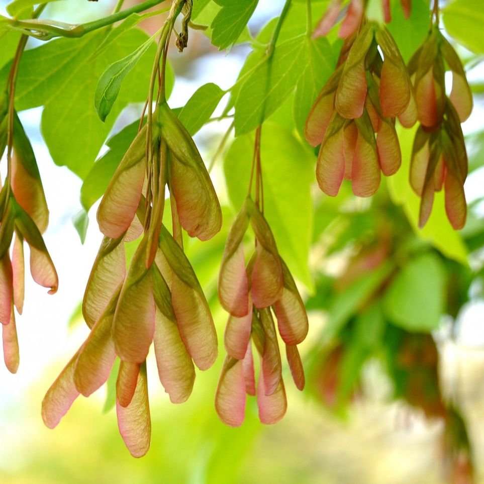 Клен ясенелистный семена