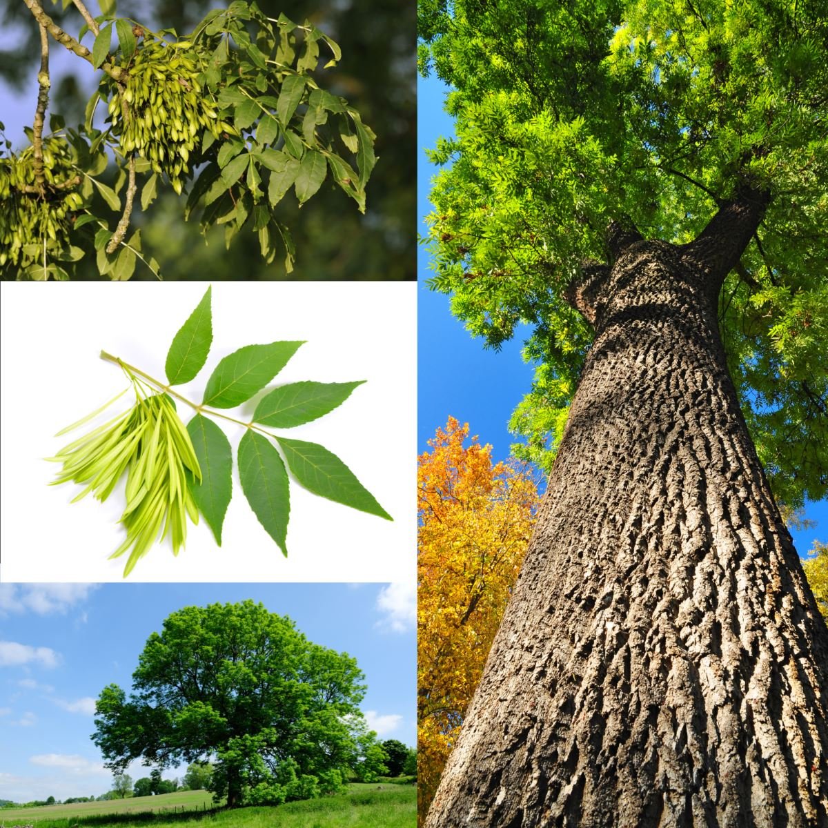 Ясень обыкновенный кора