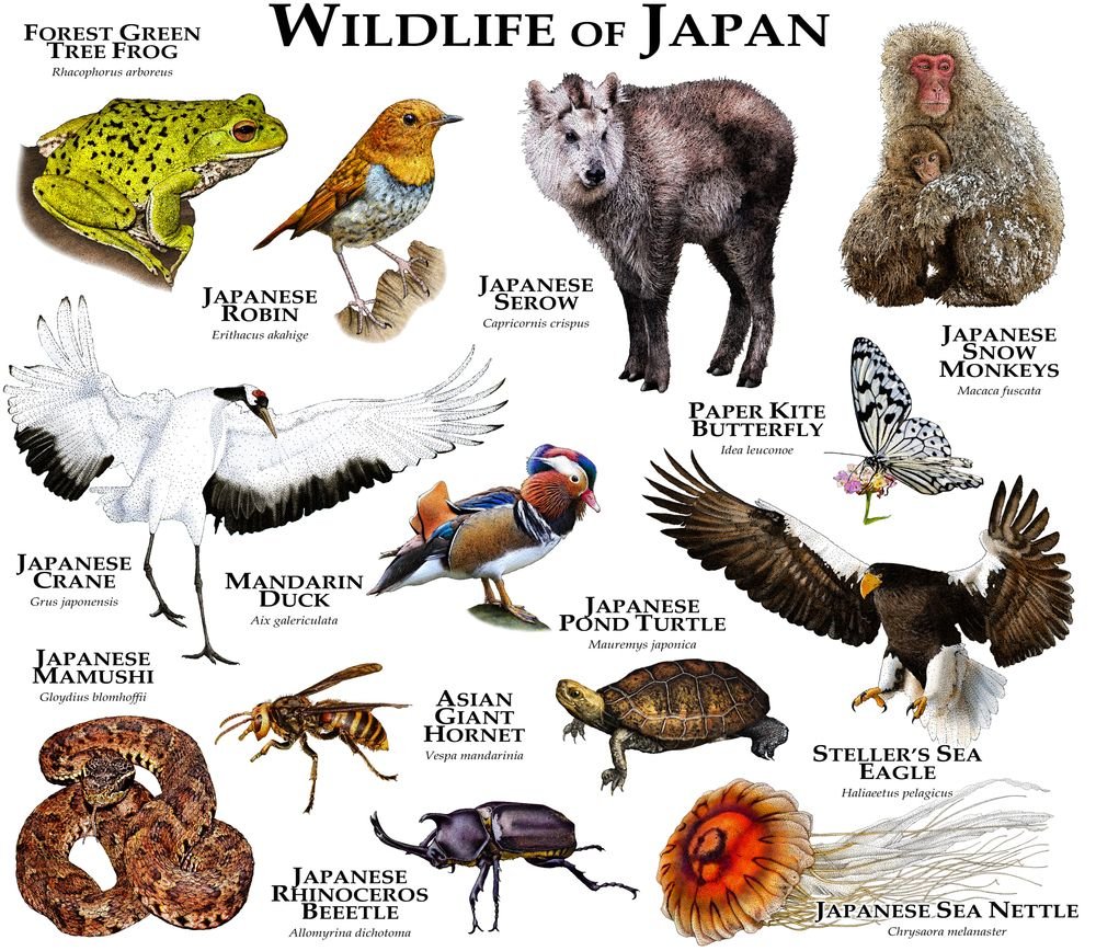 Animals in Japanese