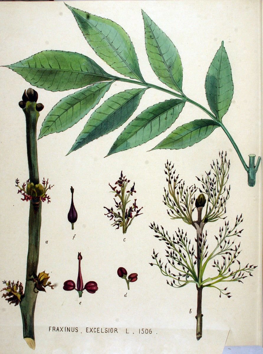 Ясень обыкновенный лист