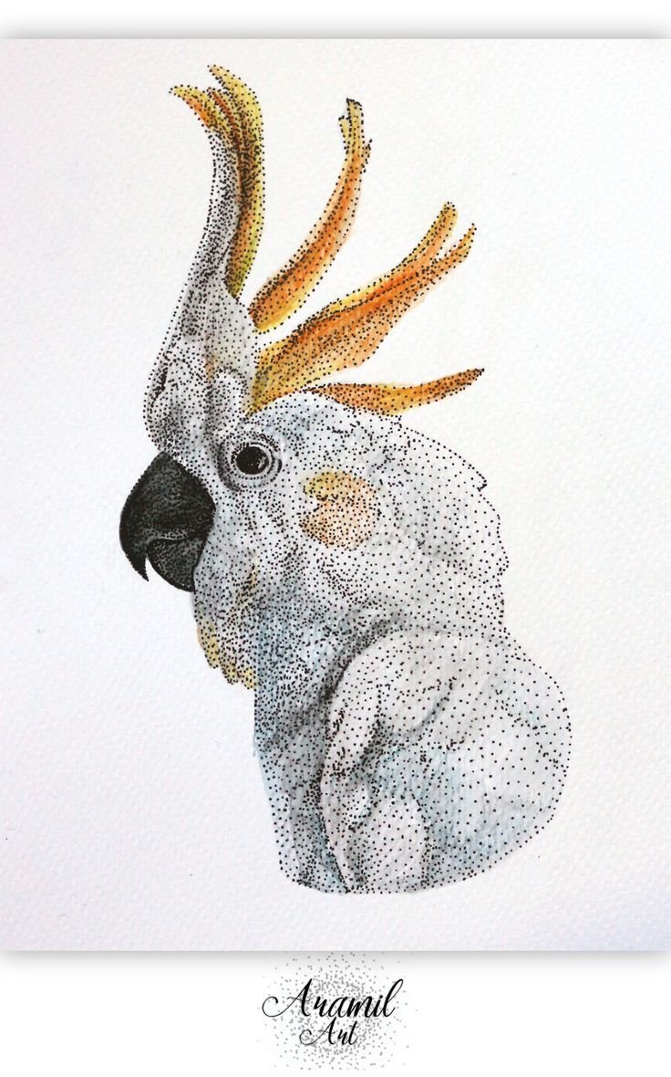 Попугай пуантель