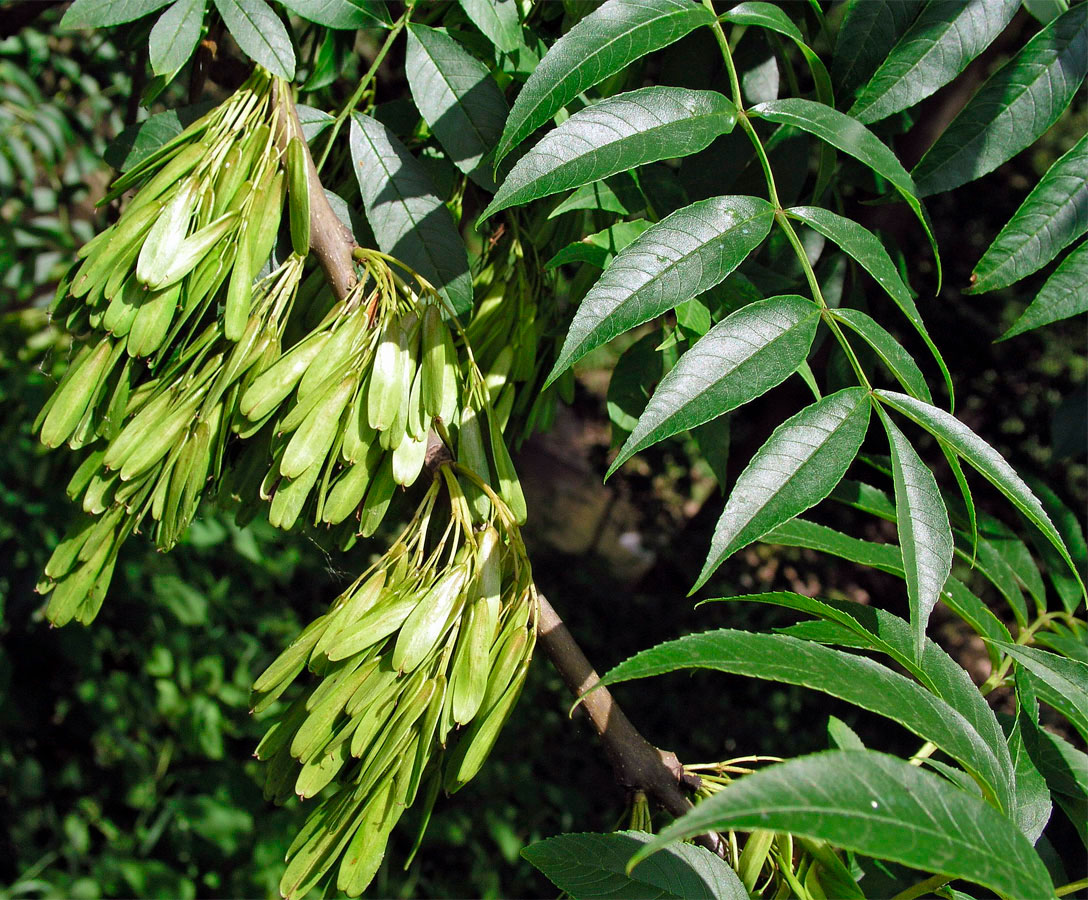 Ясень зеленый Fraxinus lanceolata