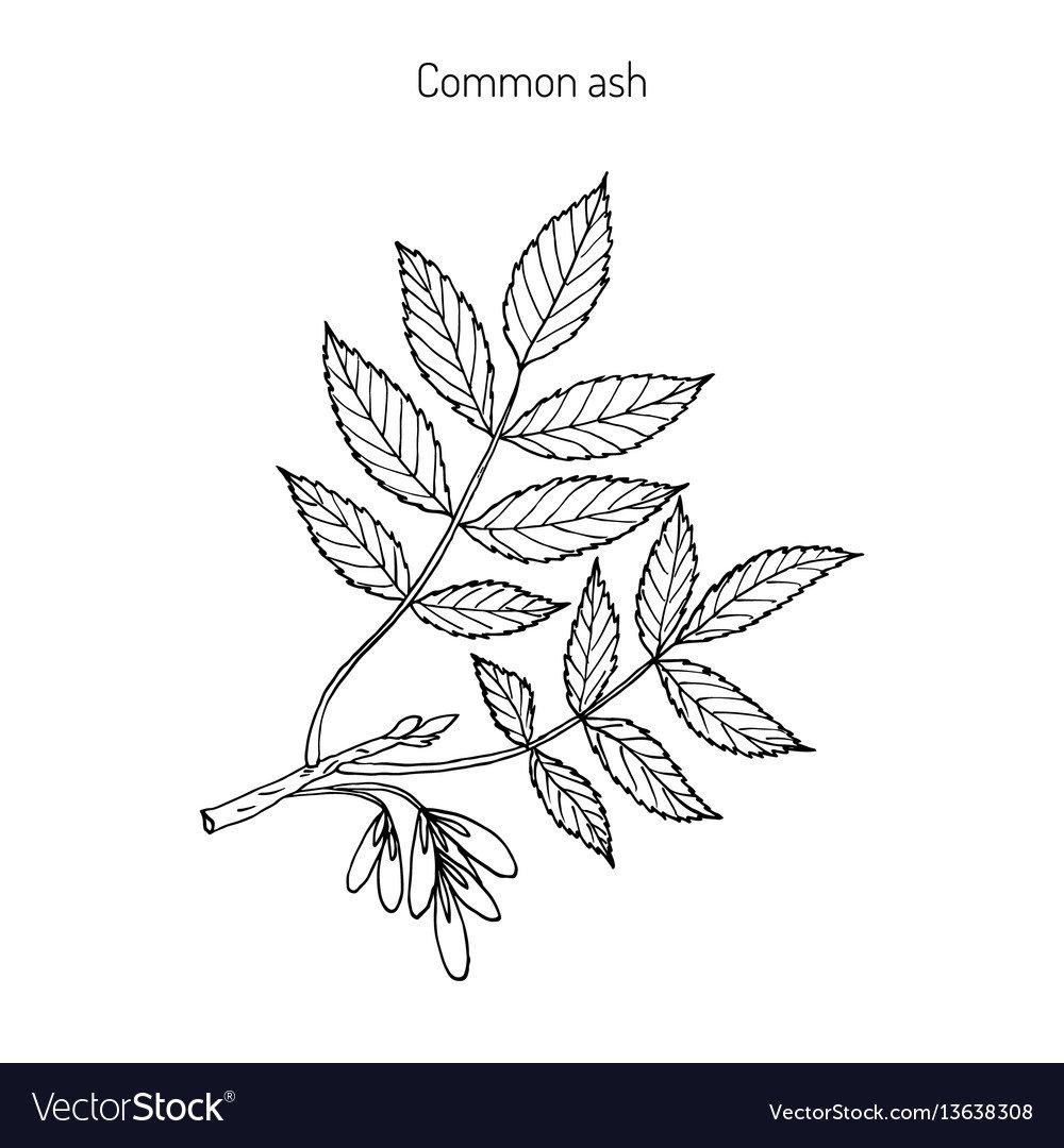 Лист ясеня Графика