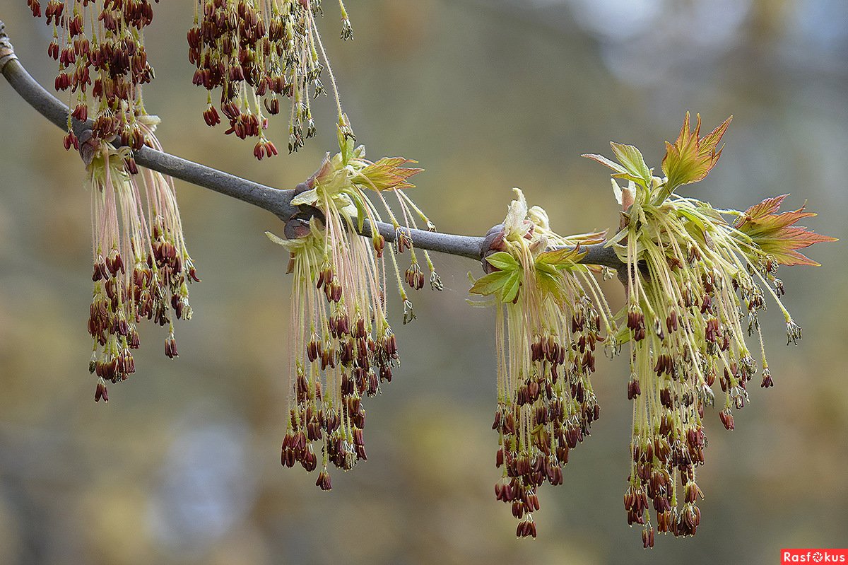 Клен ясенелистный весной