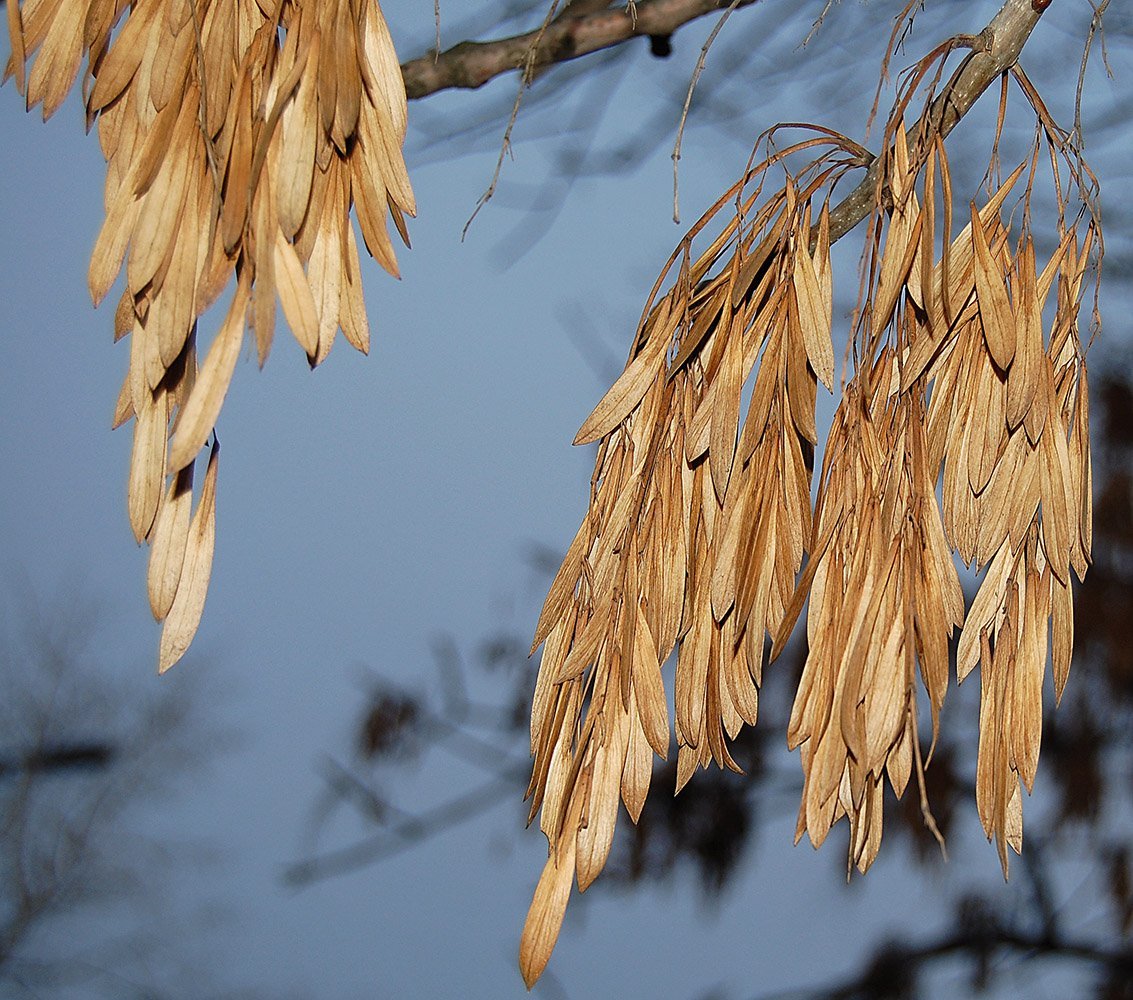 Клён ясенелистный семена крылатка
