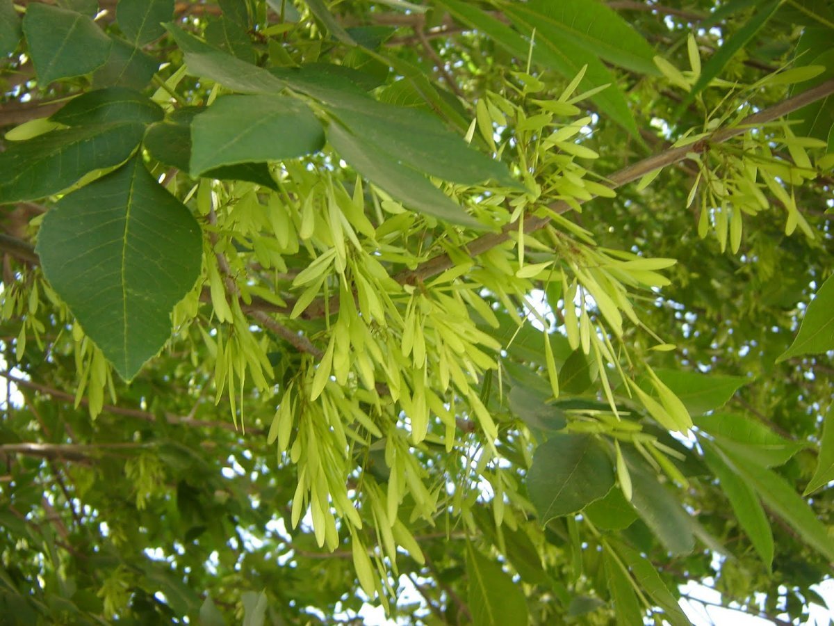Ясень зеленый Fraxinus lanceolata
