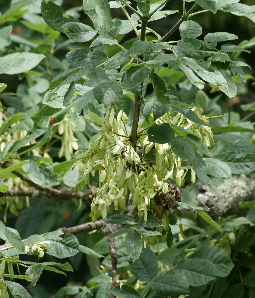 Fraxinus Americana листья