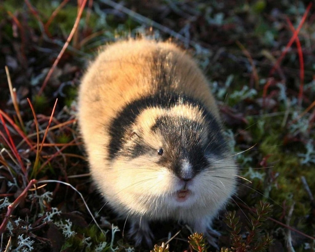 Копытный лемминг