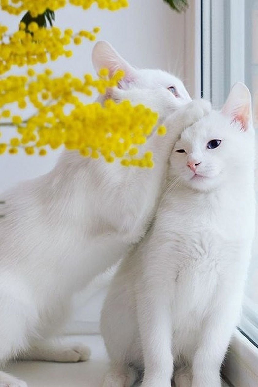 Песня у меня живет культурный кот нежное. Кошки близняшки Айрис и Эбис. Кошка белая. Белый котенок. Красивая белая кошка.