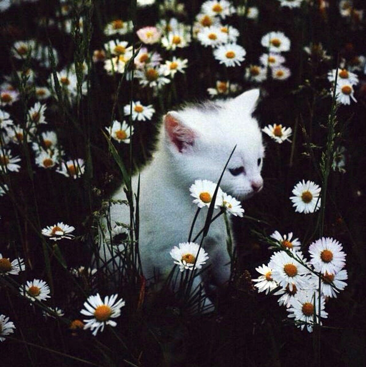 Котики Эстетика