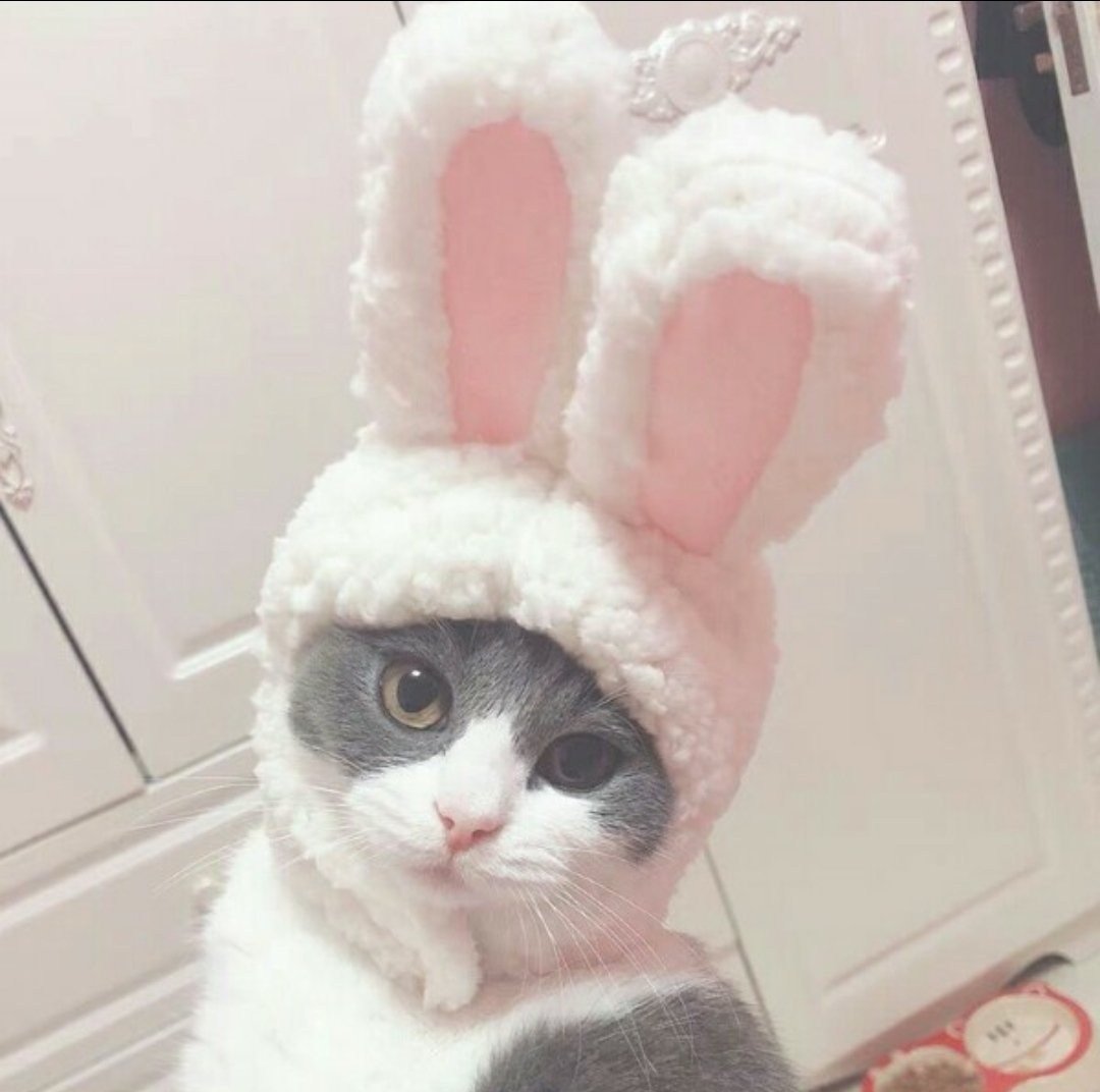 Кот в шапке зайца