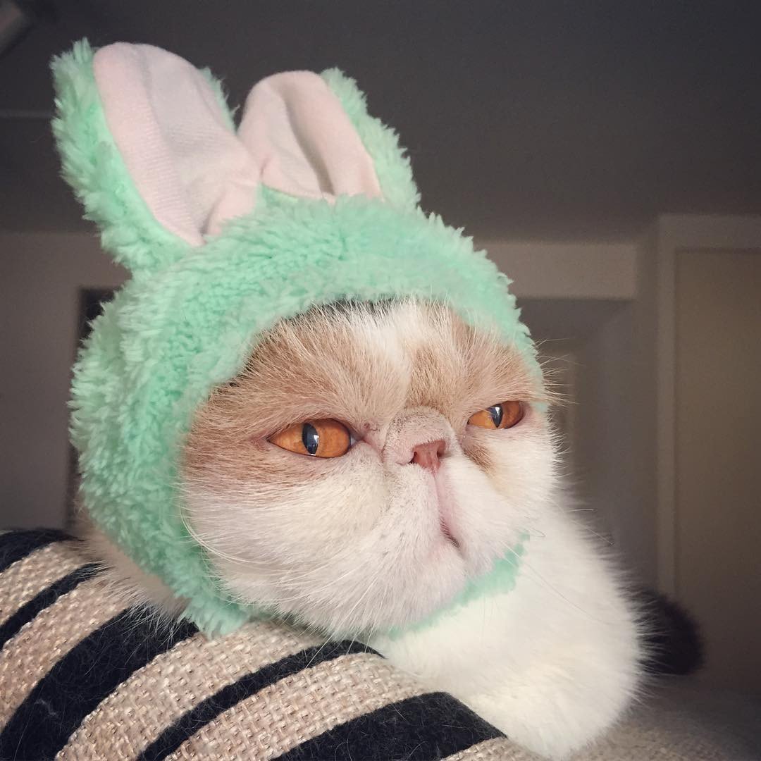 Эстетика кот в шапочке