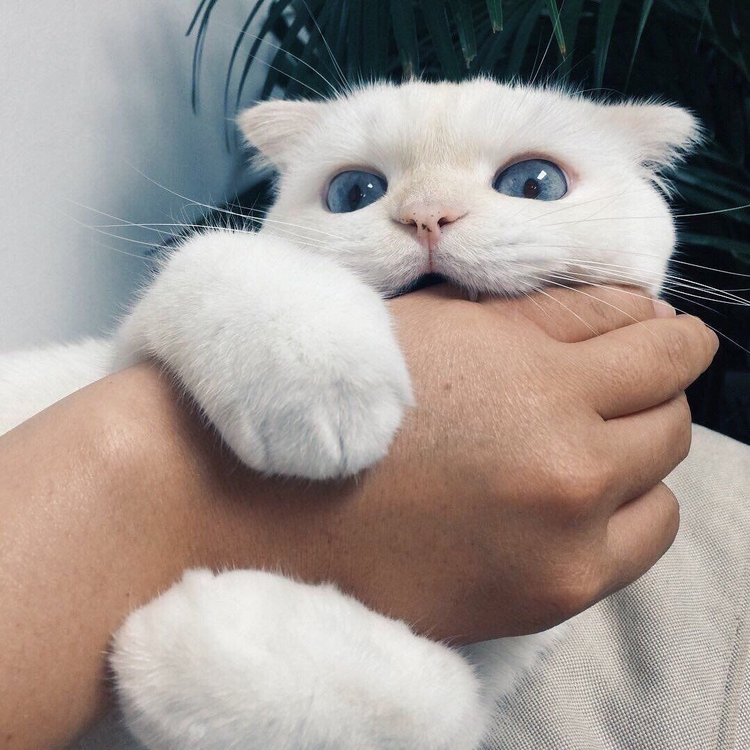 Милый кот Эстетика