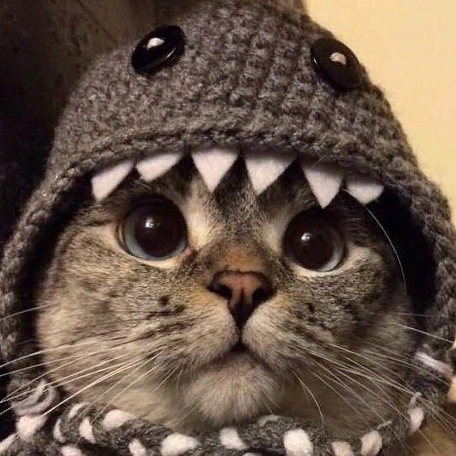 Милые котики в шапочках