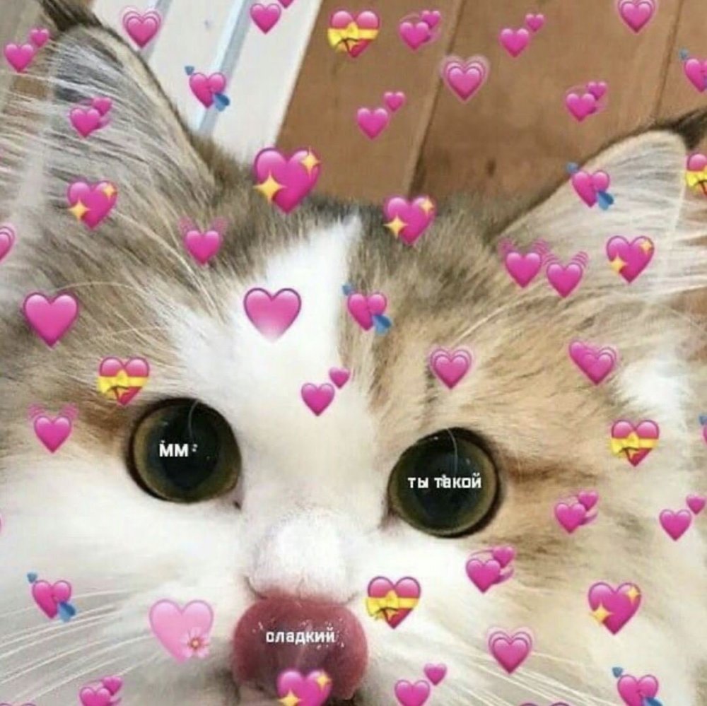 Коты с милыми сердечками
