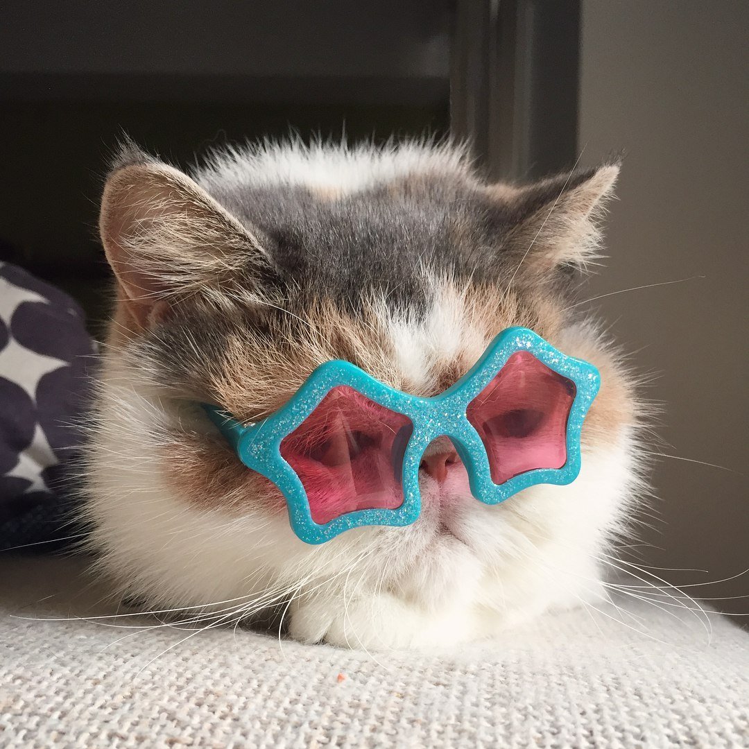 Кот в очках на аву