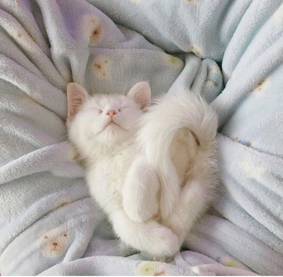 Котенок спит