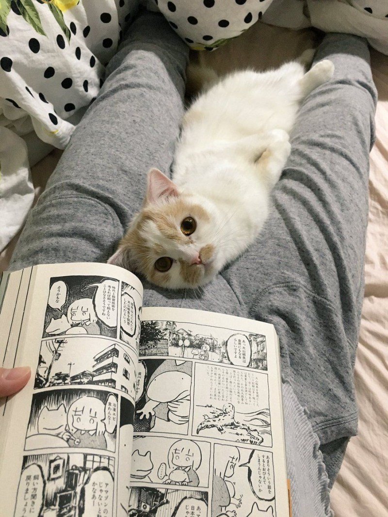 Котики Эстетика