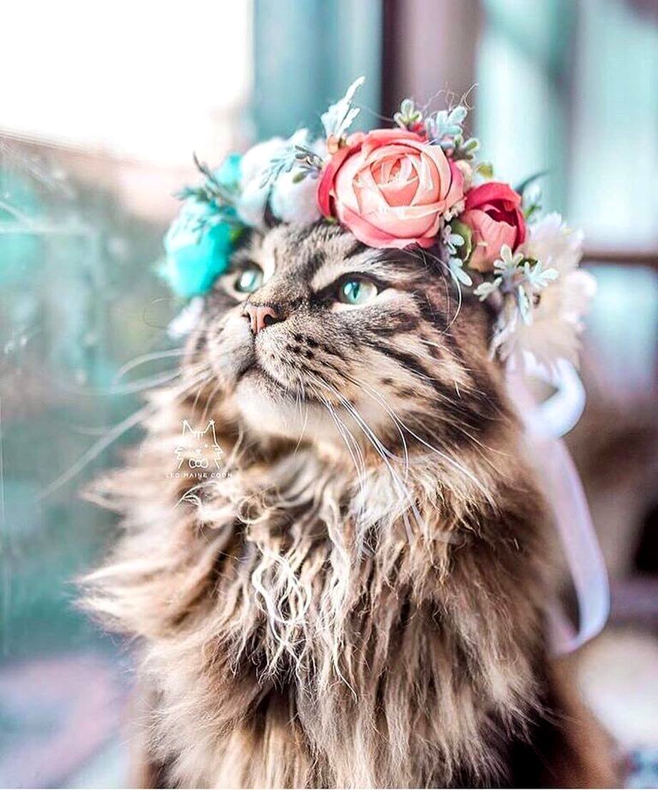 Кот в венке