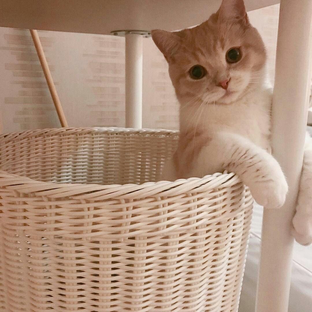 Эстетика котиков