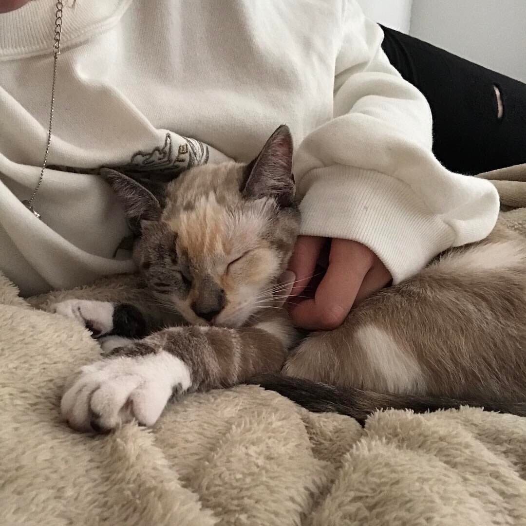 Котята Эстетика