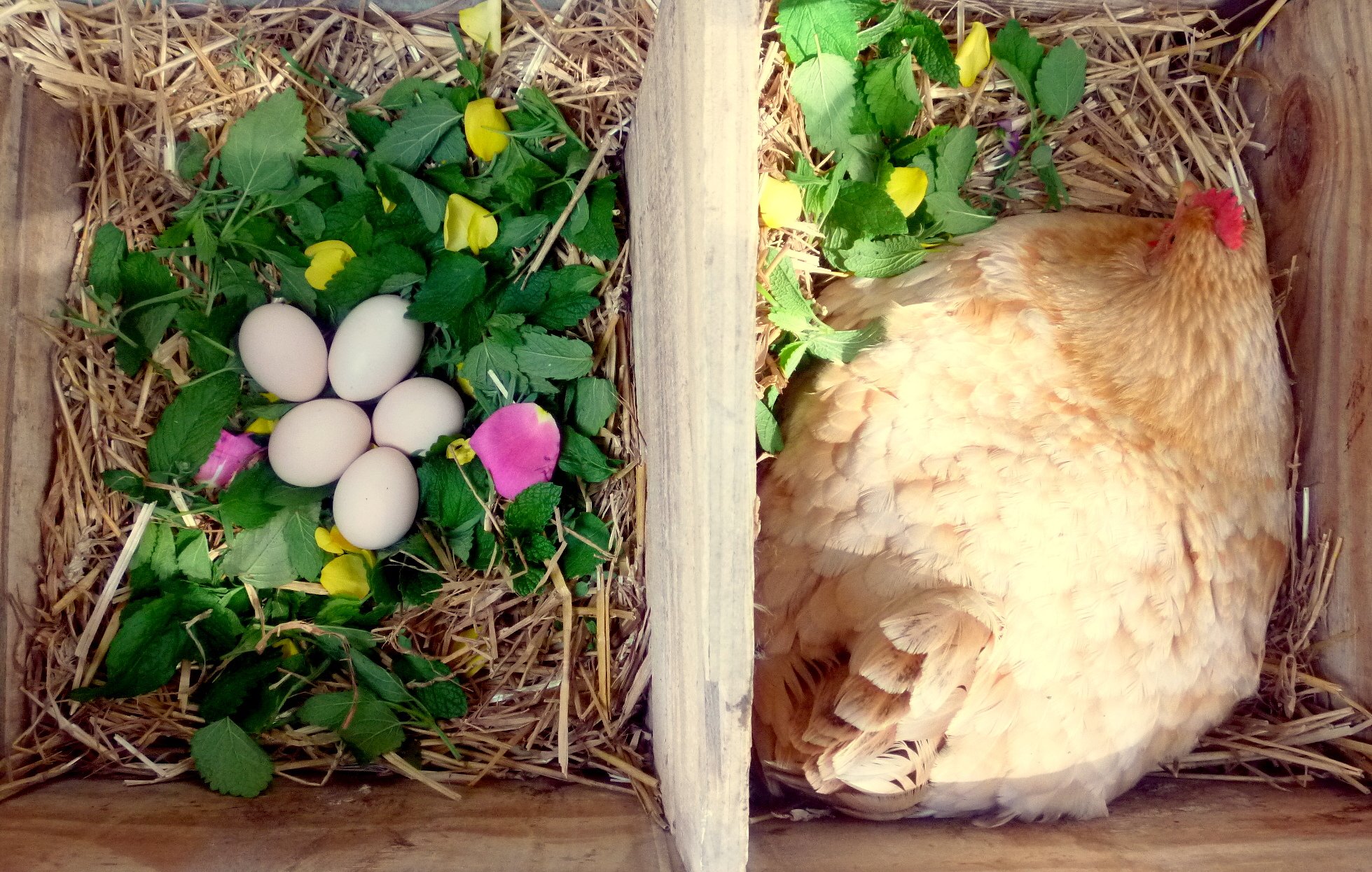 К чему снятся яйца куриные в гнезде. Гнезда для кур. Гнездо для наседки. Куры в гнезде. Курочка в гнезде.